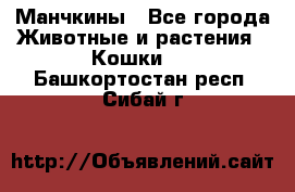 Манчкины - Все города Животные и растения » Кошки   . Башкортостан респ.,Сибай г.